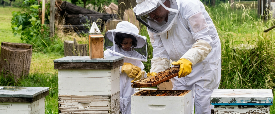 Rescate de abejas - La Colmena Auriazul